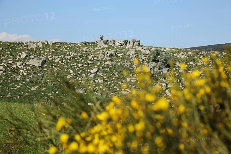 Stone landscape with rock formation and broom, landscape, mountains, bloom, Mont Lozere, Le Pont de Montvert, Cevennes, Massif Central, France, Europe