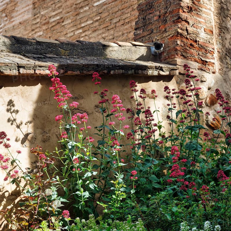 Red valerian (Centranthus ruber) in gardens, Generalife Gardens, Alhambra, Granada, Spain, Europe