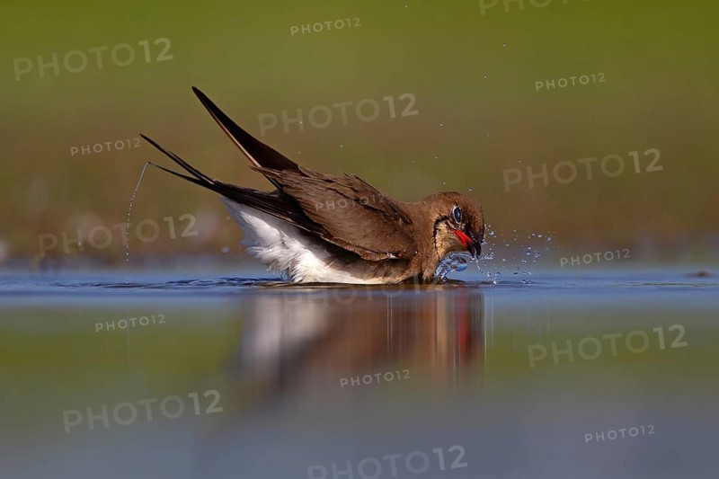 Collared pratincole (Glareola pratincola) bathing in the water, Danube Delta Biosphere Reserve, Romania, Europe