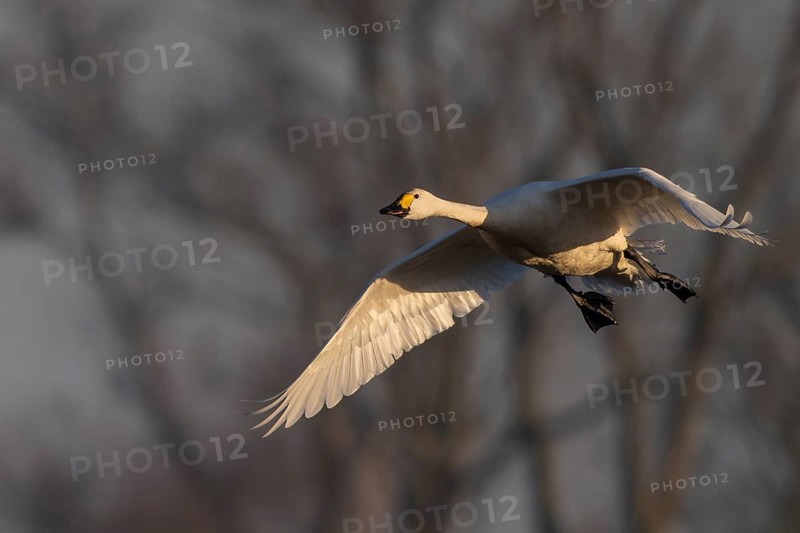 Tundra Swan, Texel, Netherlands