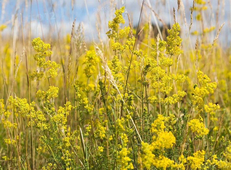 Lady's bedstraw, Galium verum, yellow flowers in summer growing at Sutton, Suffolk, England, UK