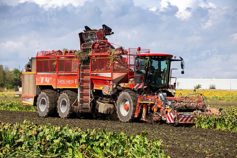 Sugar beet harvest in the Palatinate: The large mountains full of sugar beet at the edge of the field can be seen everywhere in autumn. A few days after the harvest, these sugar beets are loaded into the trailer of a lorry by a beet mouse and driven to the sugar beet factory in Offstein