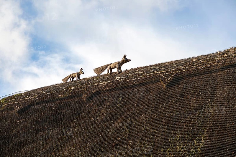 Thatch fox and cub thatched cottage roof in village of Bishopstone, Wiltshire, England, UK