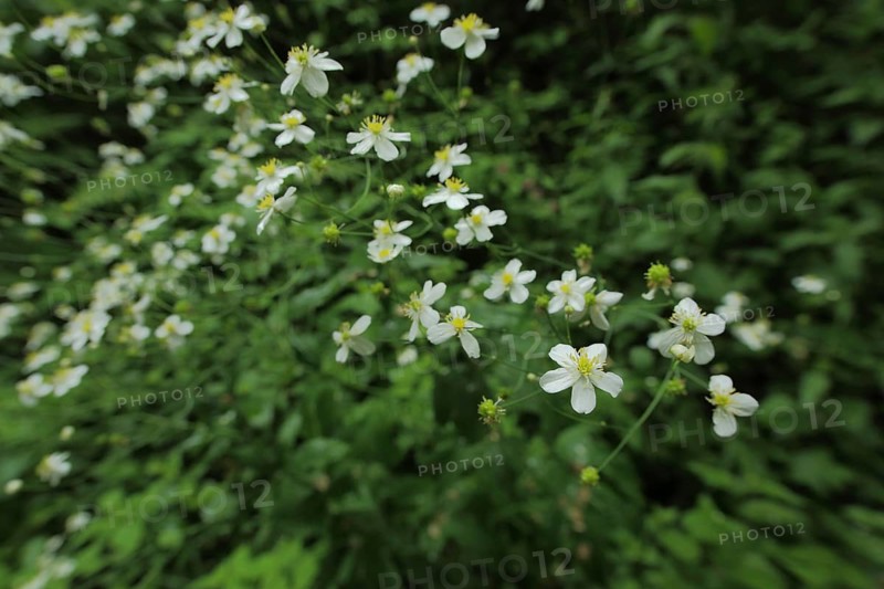 Aconite-leaf buttercup (Ranunculus aconitifolius), Ranunculus, plant, Kesselrain, Lange Rhoen, biosphere reserve, UNESCO, low mountain range, Hesse, Rhoen, Germany, Europe