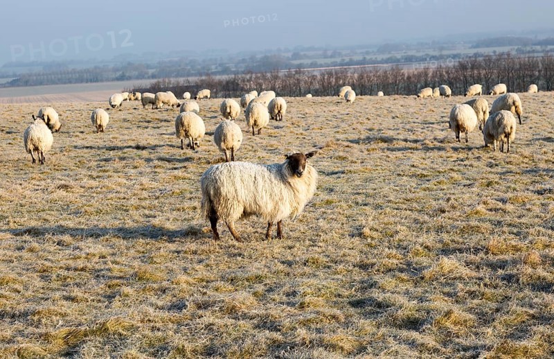 Scotch mule sheep grazing frosty Windmill Hill, a Neolithic causewayed enclosure, near Avebury, Wiltshire, England, UK