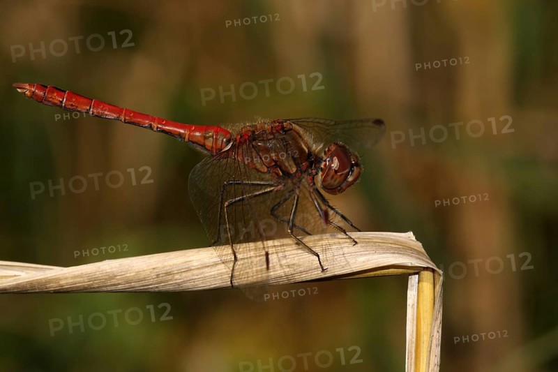 Male vagrant darter (Sympetrum vulgatum), blade of grass, Illmitz, Seewinkel, Lake Neusiedl, Burgenland, Austria, Europe