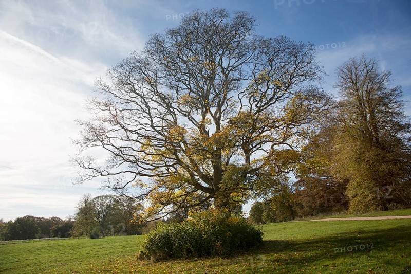 Cappadocian maple tree, acer cappadocicum, National arboretum, Westonbirt arboretum, Gloucestershire, England, UK