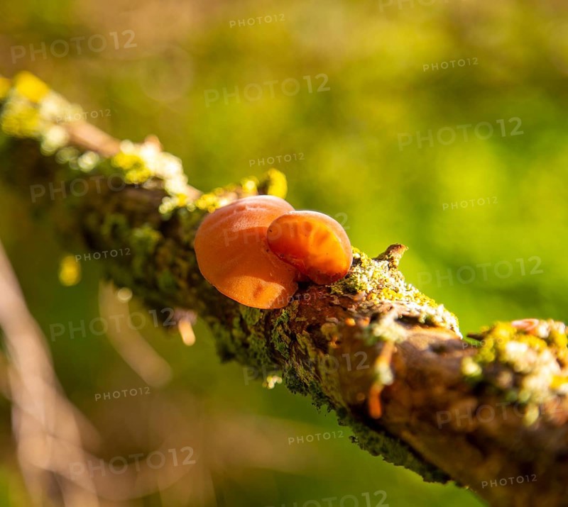 Auricularia auricula-judae, Wood Ear, Auriculariales fungus, on tree branch Suffolk, UK
