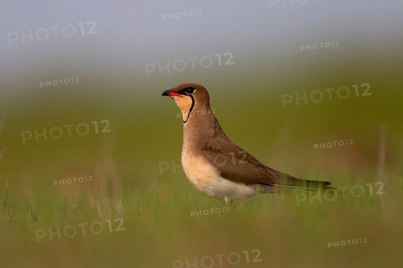 Collared pratincole (Glareola pratincola), Danube Delta Biosphere Reserve, Romania, Europe