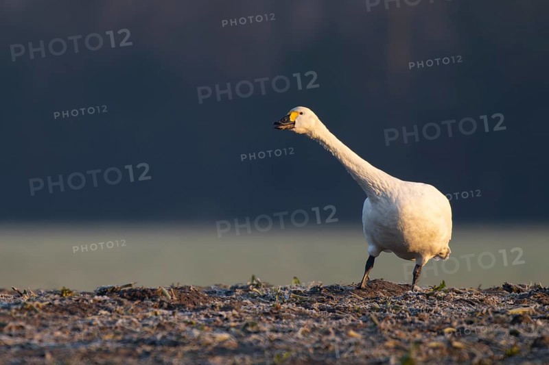 Tundra Swan, Texel, Netherlands