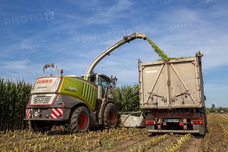 Rhineland-Palatinate, Germany: Maize harvesting (maize chopping) for the Alexanderhof biogas plant in Hochdorf-Assenheim