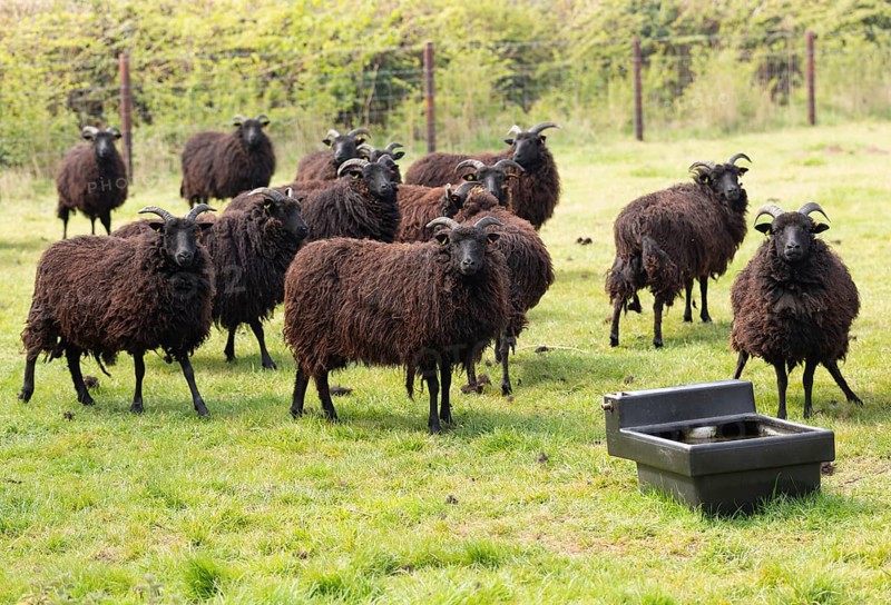 Hebridean sheep in field, Sutton, Suffolk, England, UK