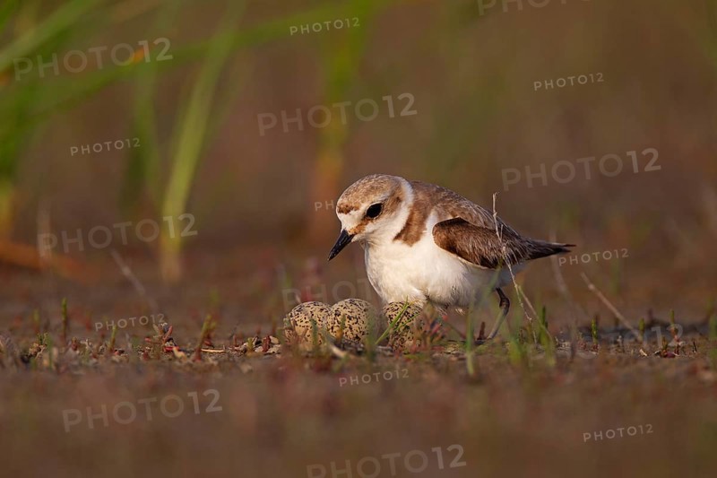 Kentish plover (Charadrius alexandrinus) Female breeding on the ground at the water's edge, Danube Delta Biosphere Reserve, Romania, Europe