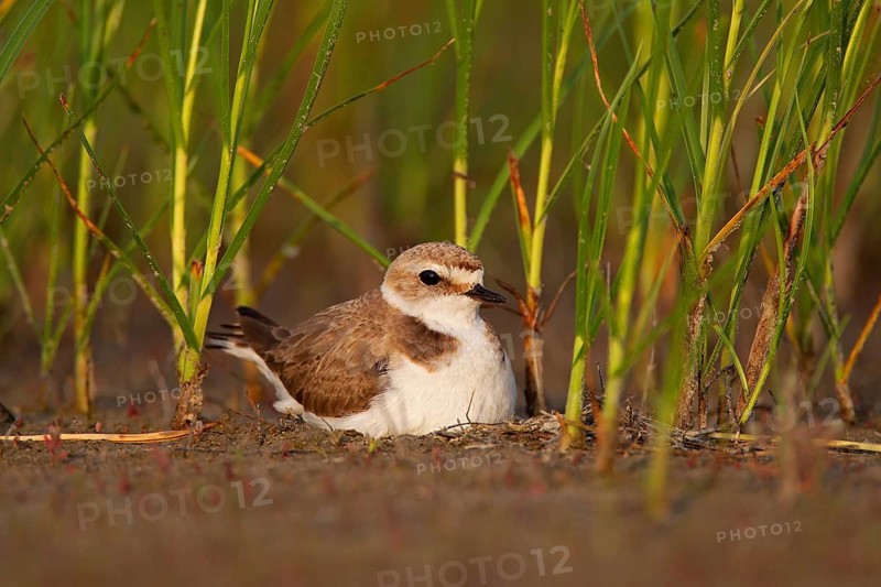 Kentish plover (Charadrius alexandrinus) Female breeding on the ground at the water's edge, Danube Delta Biosphere Reserve, Romania, Europe