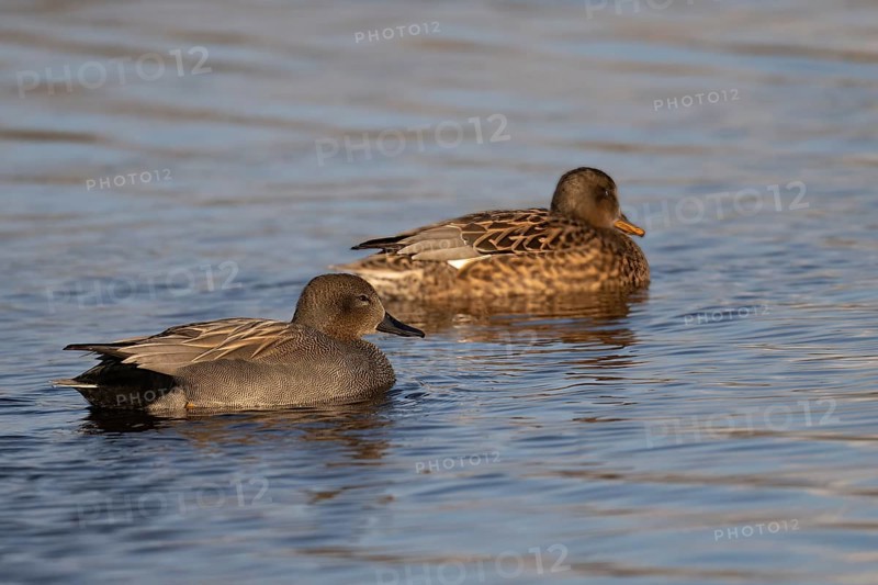 Gadwall (Mareca strepera), Texel, Netherlands