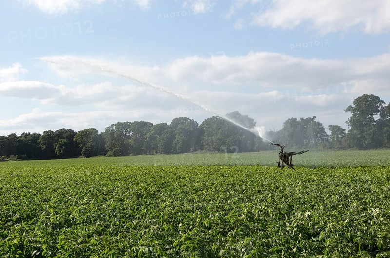 Irrigation sprayer watering field of potatoes, Shottisham, Suffolk, England, UK