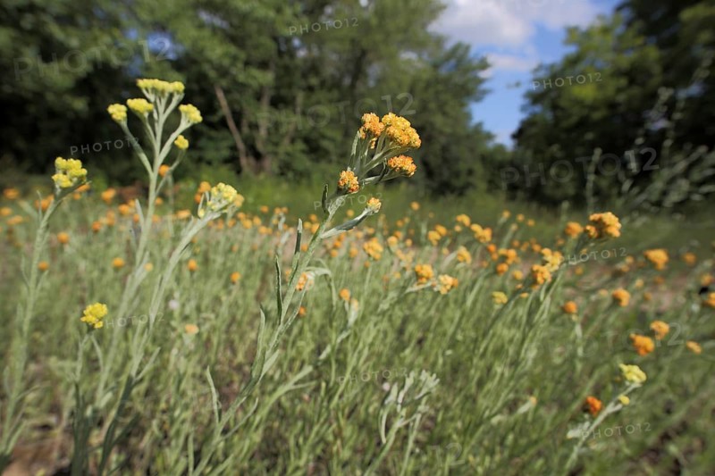 Sand immortelle (Helichrysum arenarium) with surroundings, habitat, nature, Mainz sand, Mombach, Mainz, Rhine-Hesse region, Rhineland-Palatinate, Germany, Europe