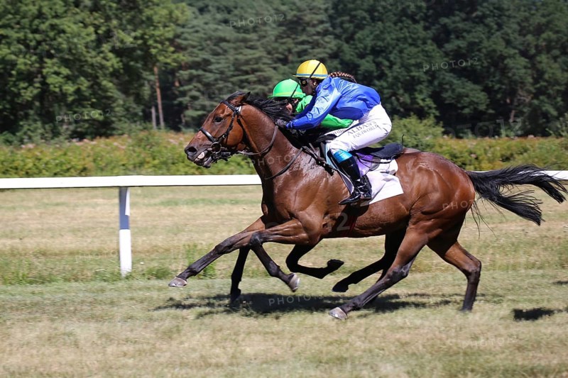 Horse racing at the Hassloch racecourse, Palatinate