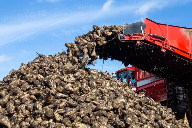 Sugar beet harvest in the Palatinate: The large mountains full of sugar beet at the edge of the field can be seen everywhere in autumn. A few days after the harvest, these sugar beets are loaded into the trailer of a lorry by a beet mouse and driven to the sugar beet factory in Offstein