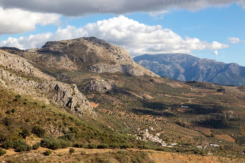 Olive trees near village of Aldea de Guaro, Periana, Axarquia, Andalusia, Spain limestone mountains