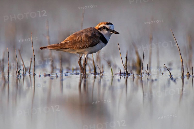 Kentish plover (Charadrius alexandrinus) male, Danube Delta Biosphere Reserve, Romania, Europe
