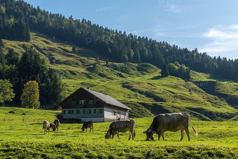 Alpine farm at Lecknersee, humpback meadow, cows, municipality of Dornbirn, Bregenzerwald, Voralberg, Austria, Europe