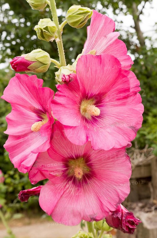 Close up of single hollyhock flower petals, Suffolk, England, UK