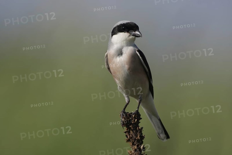 Lesser grey shrike (Lanius minor), Fueloephazi buckavidek, Kiskunsag National Park, Hungary, Europe