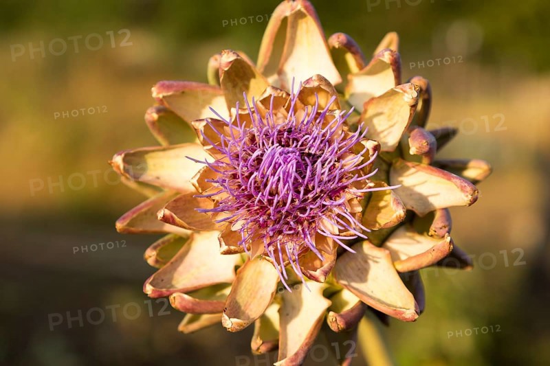 Globe artichoke, Cynara cardunculus, close up of purple flower and leaves, UK