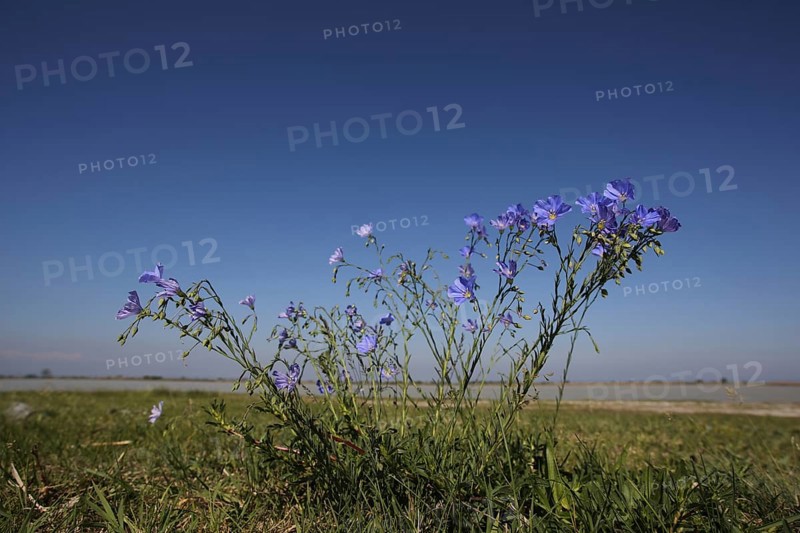 Flax (Linum usitatissimum) with surroundings and landscape, nature photography, Warmsee, Illmitz, Seewinkel, Lake Neusiedl, Burgenland, Austria, Europe