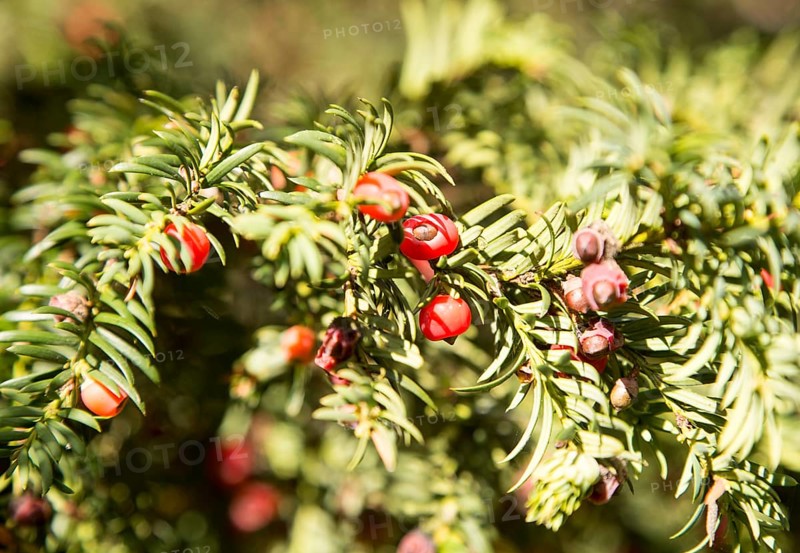 Close up red berries English yew tree, Taxus baccata, Yatesbury, Wiltshire, England, UK