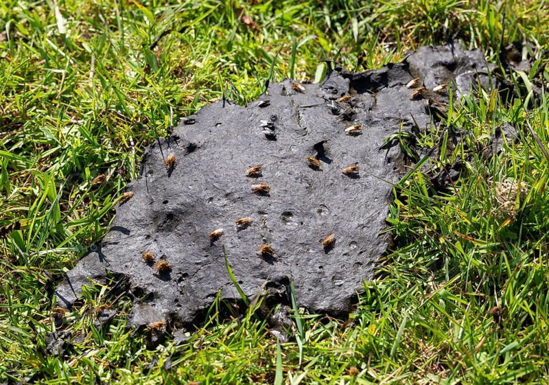 Scathophaga stercoraria, yellow dung fly, golden dung fly