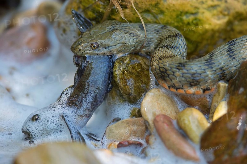 Dice snake (Natrix tessellata) on its way to the shore with preyed round goby (Neogobius melanostomus), Danube Delta Biosphere Reserve, Romania, Europe