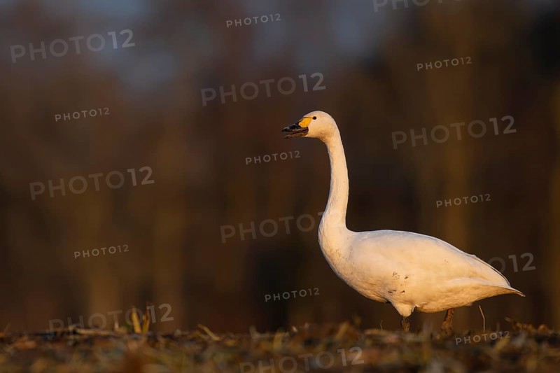 Tundra Swan, Texel, Netherlands