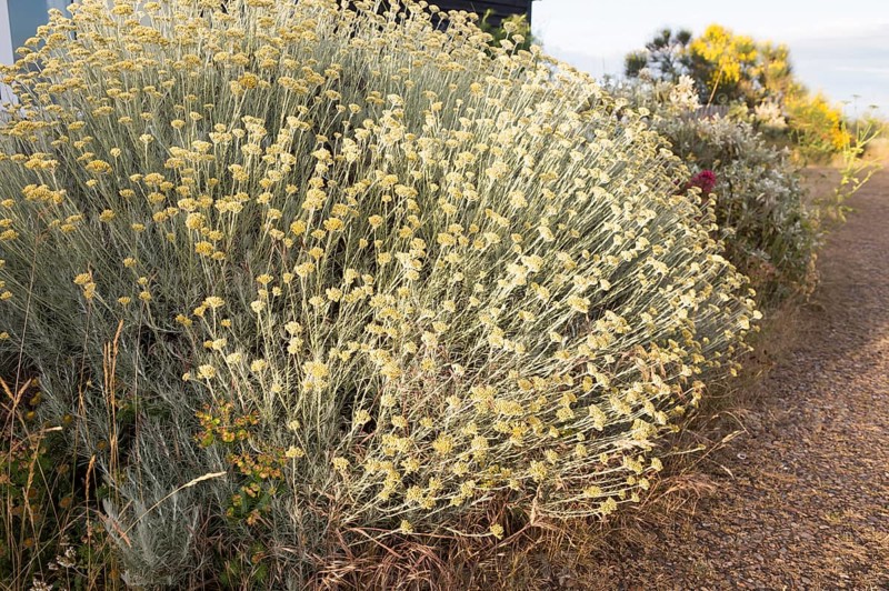 The Curry plant, Helichrysum italicum, Shingle Street, Hollesley, Suffolk, England, UK