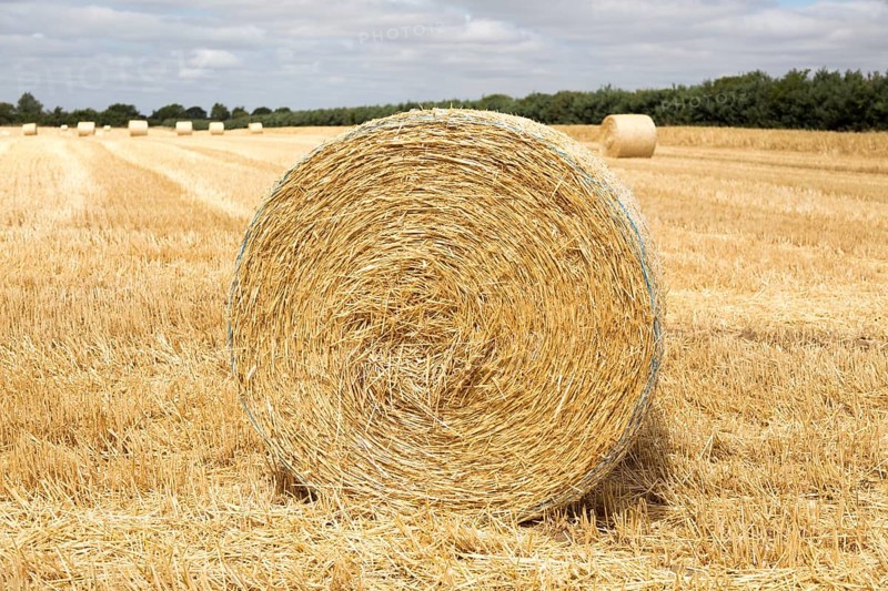 Round straw bales in flat field with overhead cumulus cloud, Sutton, Suffolk, England, UK