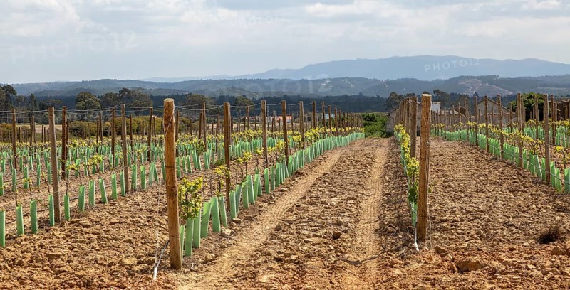 Rows of grape vines growing in springtime in a filed with view of distant mountains, Brejao, near Sao Teotonio, Alentejo Littoral, Portugal, southern Europe, Europe