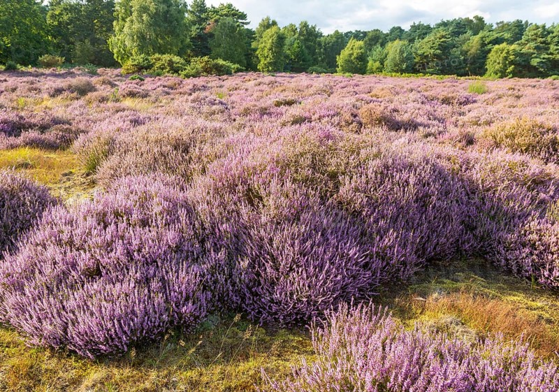 Heathland vegetation with heather in flower, Calluna vulgaris, Sutton Heath, Shottisham, Suffolk, England, UK