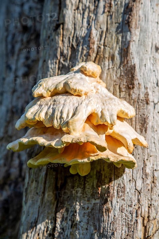 Chicken in the Woods fungus, Laetiporus sulphureus, growing on dead tree Suffolk, England, UK