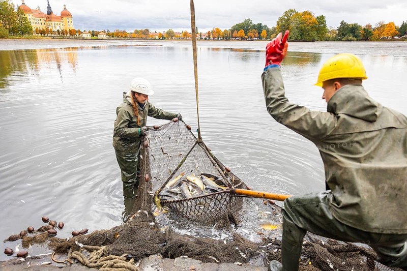 Fish and forest festival, fishing in the Moritzburg castle pond, Moritzburg, Saxony, Germany, Europe