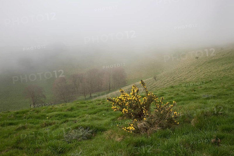 Foggy weather scarp slope of chalk downs near Knap Hill, Alton Barnes, Wiltshire, England, UK