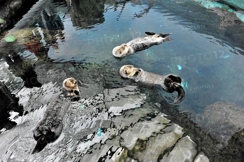 Sea otter, Kalan or sea otter (Enhydra lutris), in the Oceanario, Parque das Nacoes, Nacoes, Park of Nations, Lisbon, Portugal, Europe