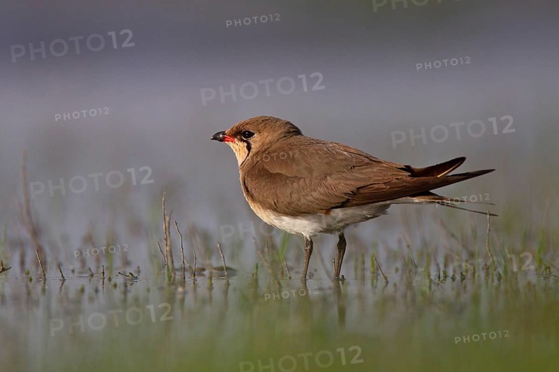 Collared pratincole (Glareola pratincola), Danube Delta Biosphere Reserve, Romania, Europe