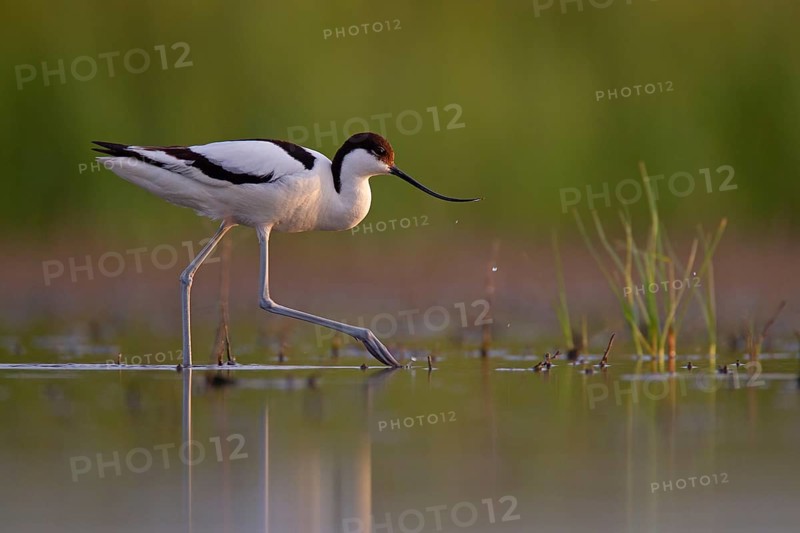 Black-capped avocet (Recurvirostra avosetta), Danube Delta Biosphere Reserve, Romania, Europe