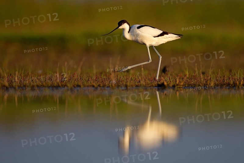 Black-capped avocet (Recurvirostra avosetta), Danube Delta Biosphere Reserve, Romania, Europe