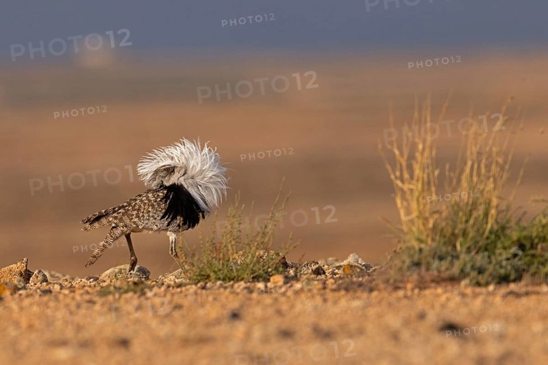 Saharan Houbara Bustard (Chlamydotis undulata fuertaventurae), mating male, Fuerteventura, Spain, Europe