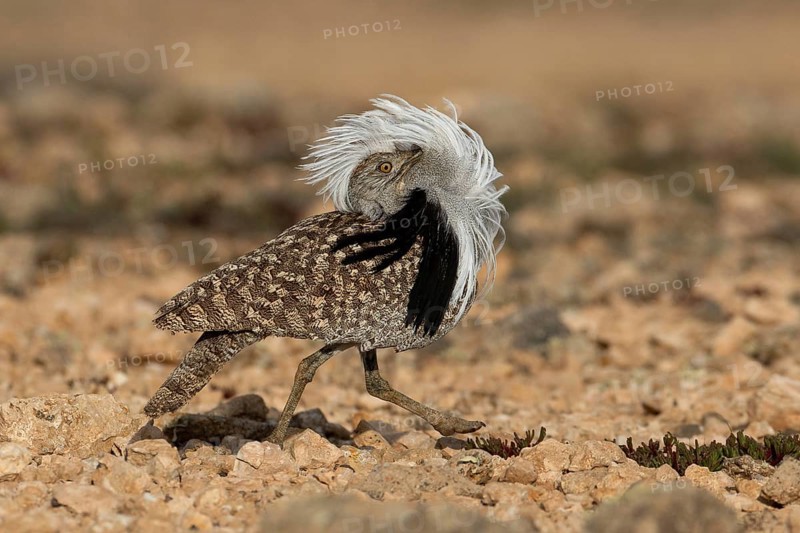 Saharan Houbara Bustard (Chlamydotis undulata fuertaventurae), mating male, Fuerteventura, Spain, Europe