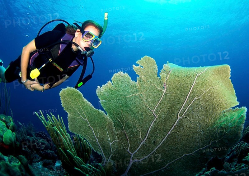 Diving in the Caribbean, Coral, Caribbean, Central America