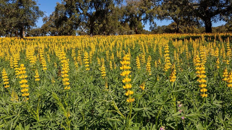 Yellow flowers of lupin plants, Lupine Albus in a field with cork oak trees, Quercus suber, near Viana do Alentejo, Portugal, Southern Europe, Europe