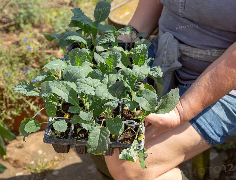 Woman holding seed tray of black kale plant seedlings, Brassica oleracea Lacinato